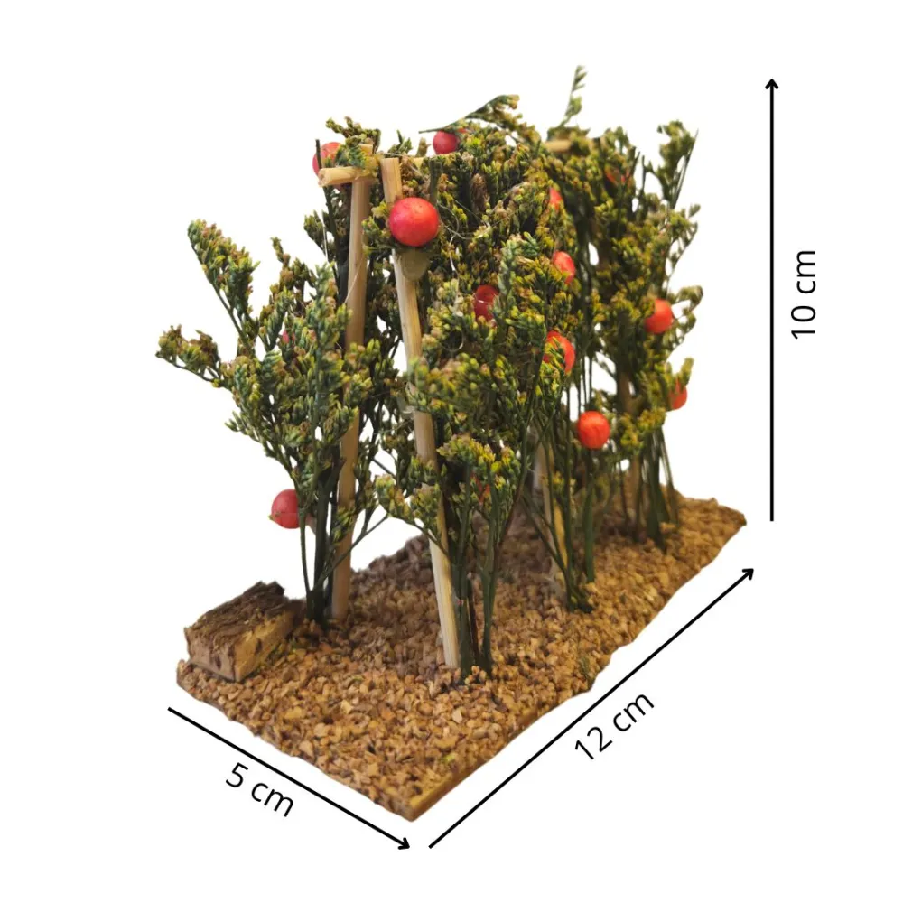 Piante di pomodori per statue da 8-10 cm