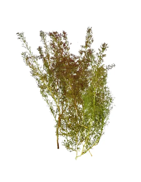 Bundle of Teloxis aristata, 50 g