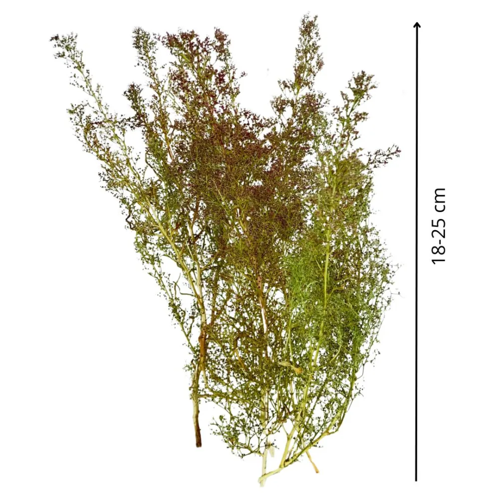 Bundle of Teloxis aristata, 50 g