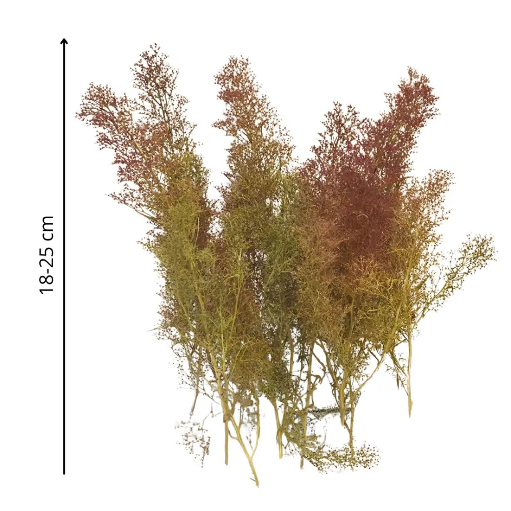 10 g Bunch of Premium-Quality Teloxis