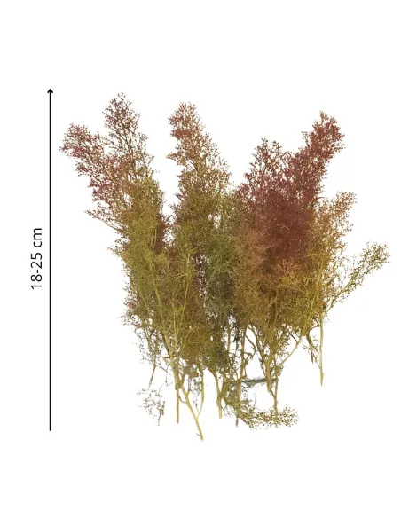 Mazzo teloxis ottima qualità 25g