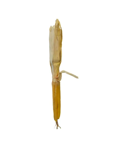 Pannocchia in cera per statue da 30 cm