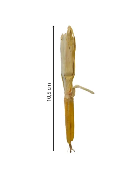 Pannocchia in cera per statue da 30 cm