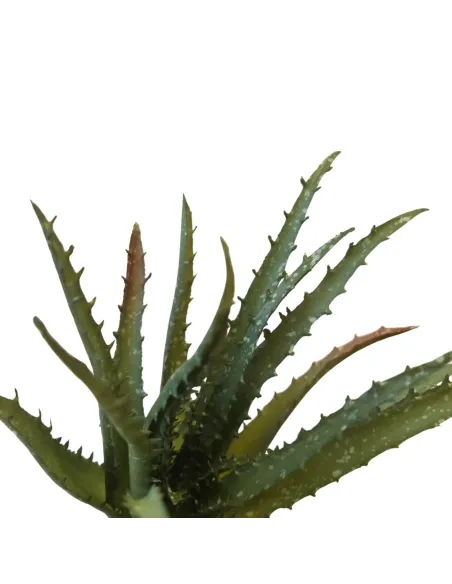 PVC Aloe Plant for 30–35 cm Nativity Figures