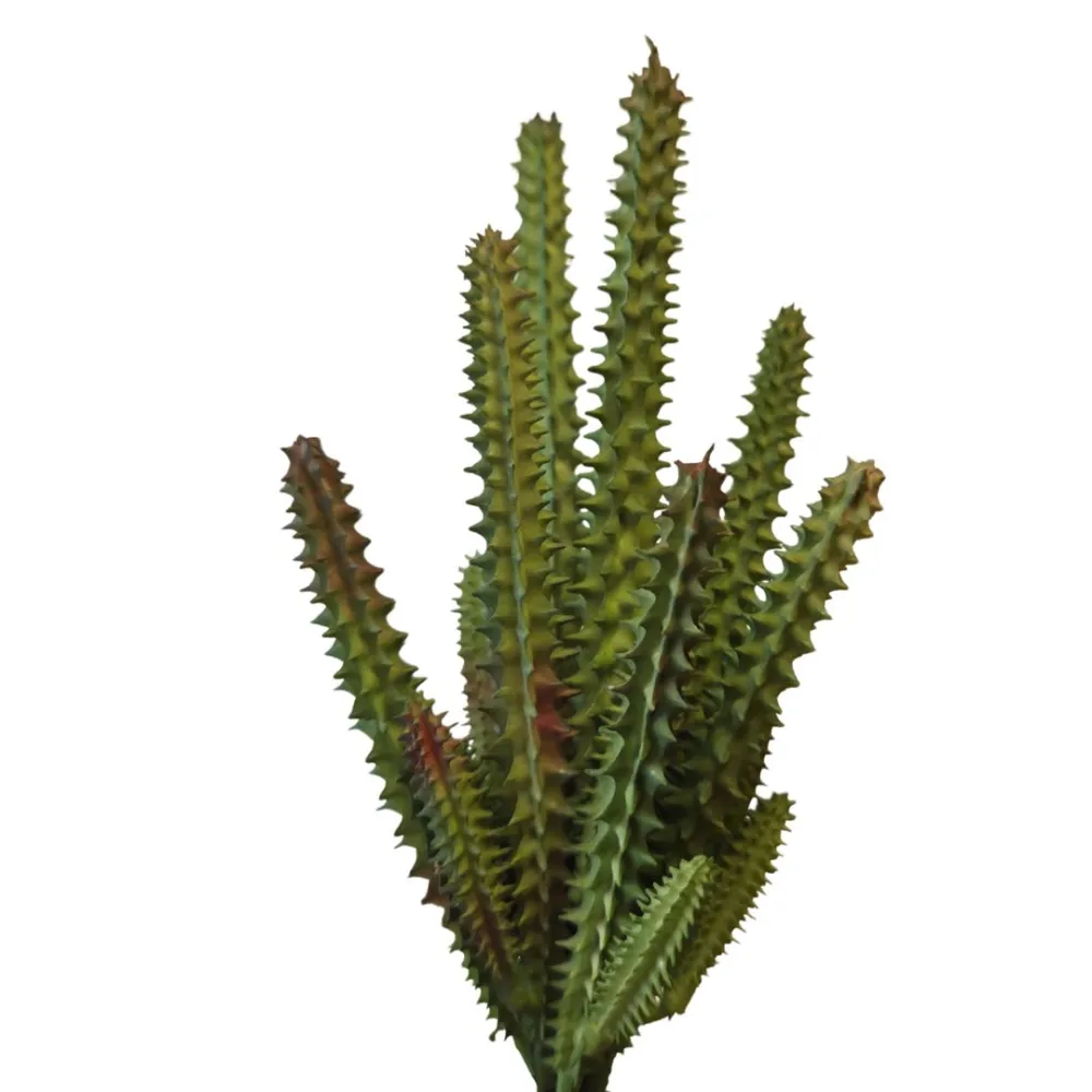 Pianta staphelia cactus in pvc per statue da 30 cm