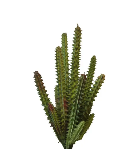 Pianta staphelia cactus in pvc per statue da 30 cm