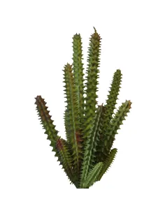 Pianta staphelia cactus in pvc per statue da 30 cm