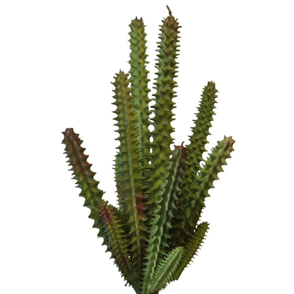Pianta staphelia cactus in pvc per statue da 30 cm