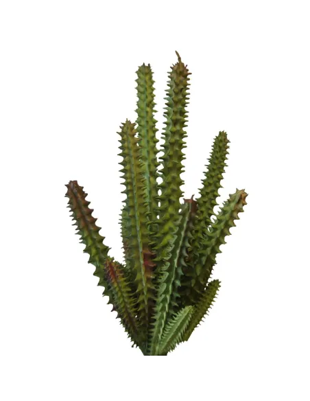PVC Stapelia Plant for 30 cm Nativity Figures