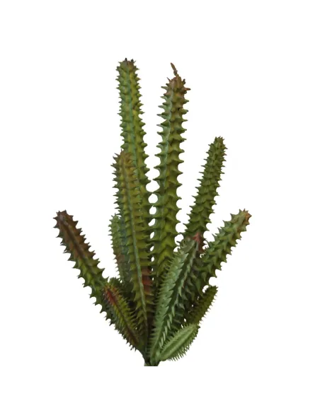 PVC Stapelia Plant for 30 cm Nativity Figures