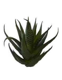 Pianta succulent cactus per statue da 25-30 cm