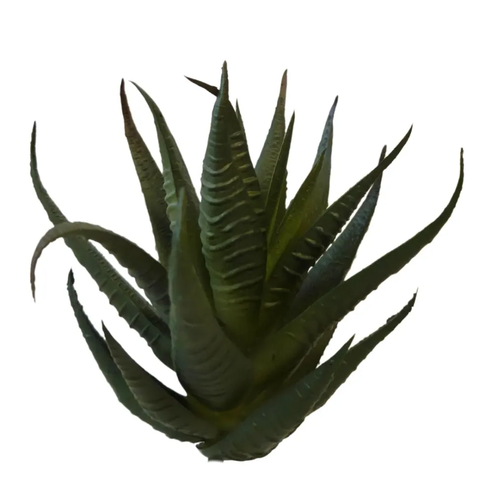 Pianta succulent cactus per statue da 25-30 cm