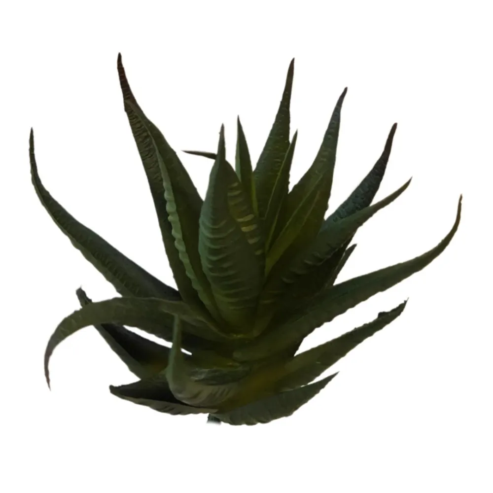 Pianta succulent cactus per statue da 25-30 cm