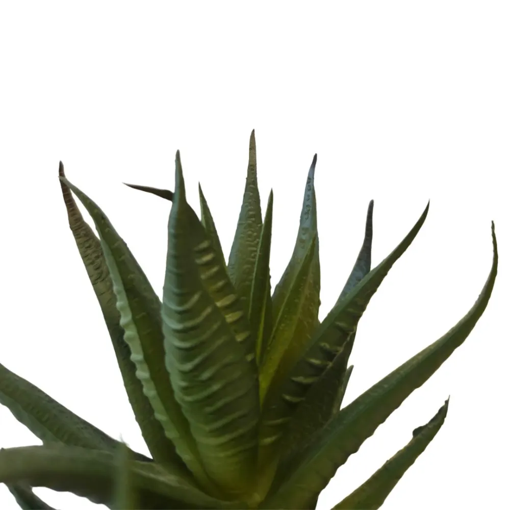 Pianta succulent cactus per statue da 25-30 cm