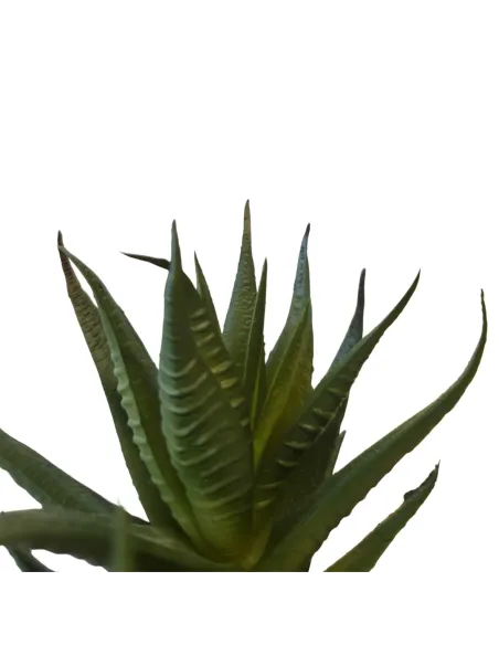 Pianta succulent cactus per statue da 25-30 cm
