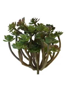 Pianta grassa per statue da 25-30 cm