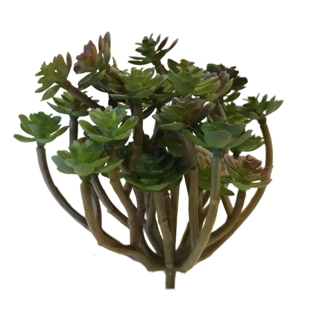 Pianta grassa per statue da 25-30 cm