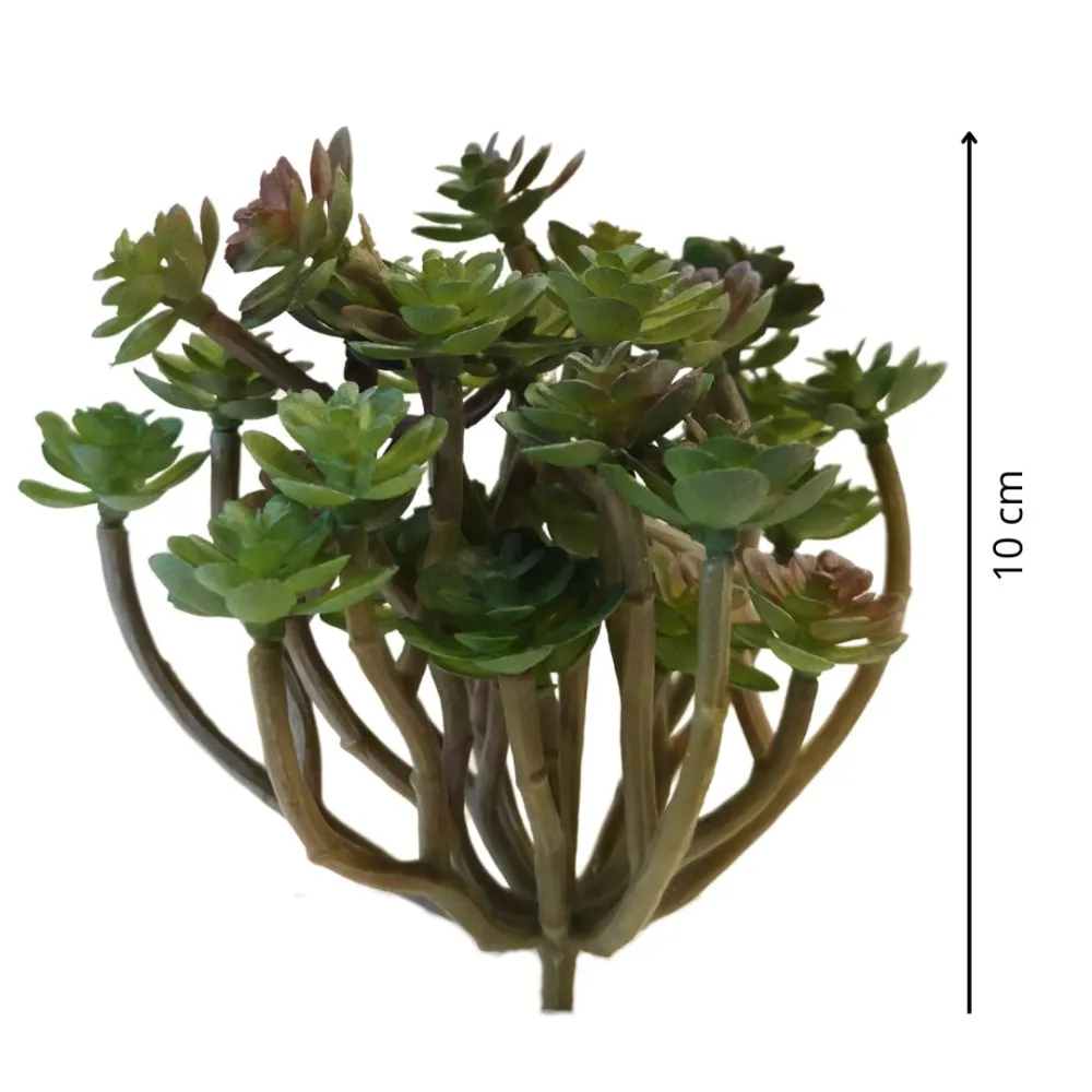 Pianta grassa per statue da 25-30 cm