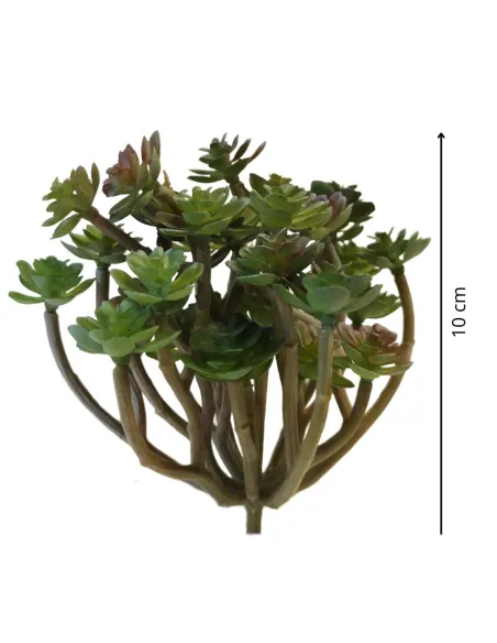 Pianta grassa per statue da 25-30 cm