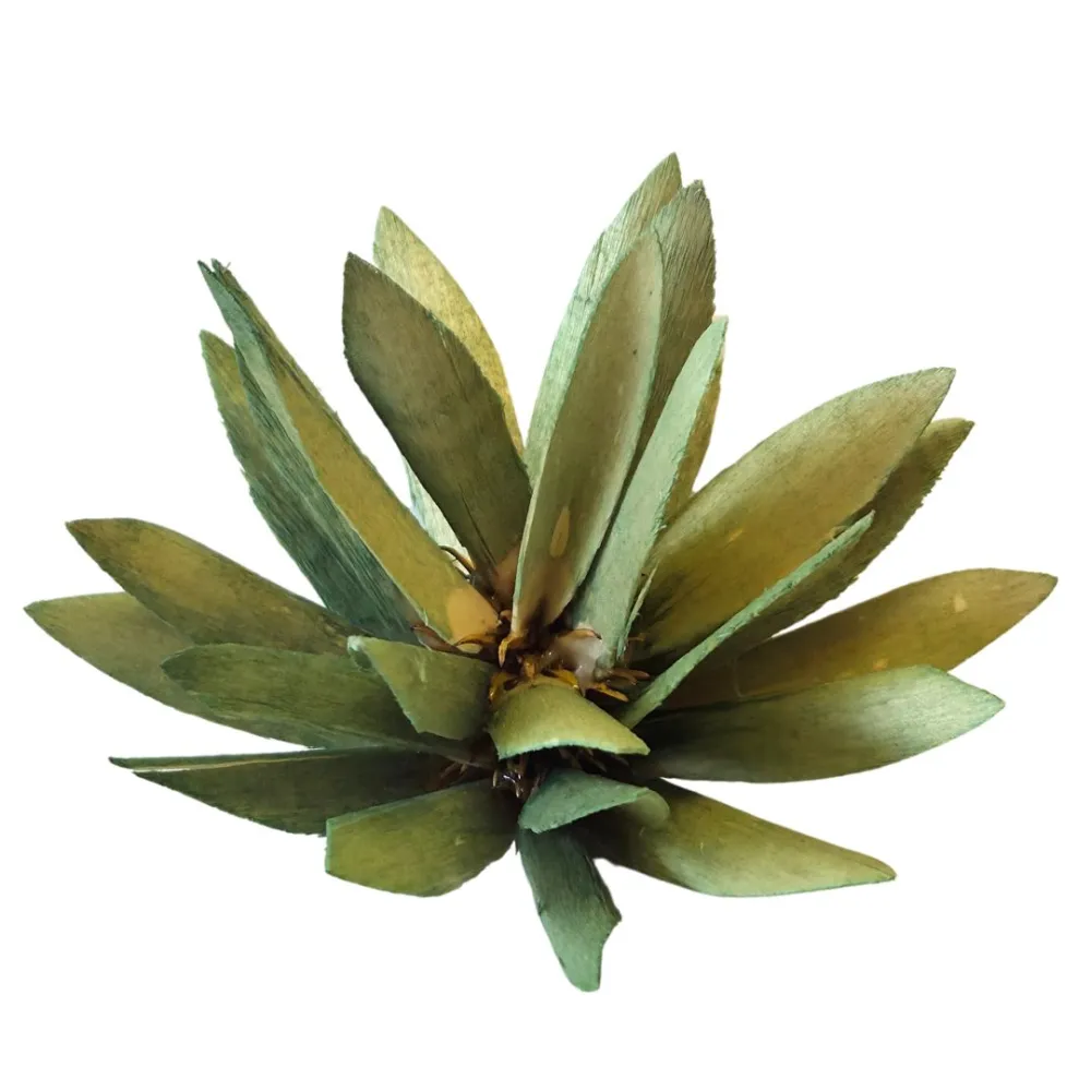 Cespuglio protea con punte per statue da 20-25 cm