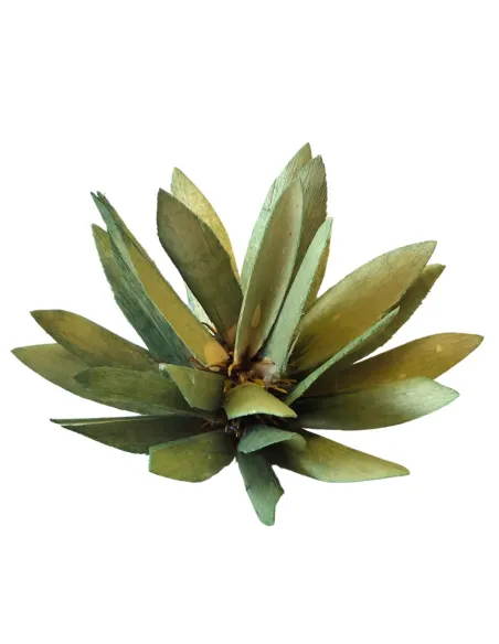Cespuglio protea con punte per statue da 20-25 cm