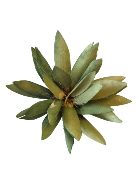 Cespuglio protea con punte per statue da 20-25 cm