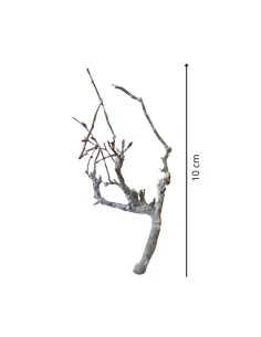 Busta da 10 rametti di faggio nano per statue da 10-12 cm 2