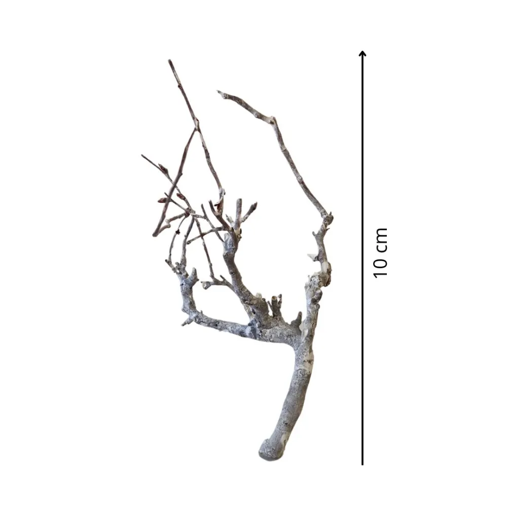 Busta da 10 rametti di faggio nano per statue da 10-12 cm