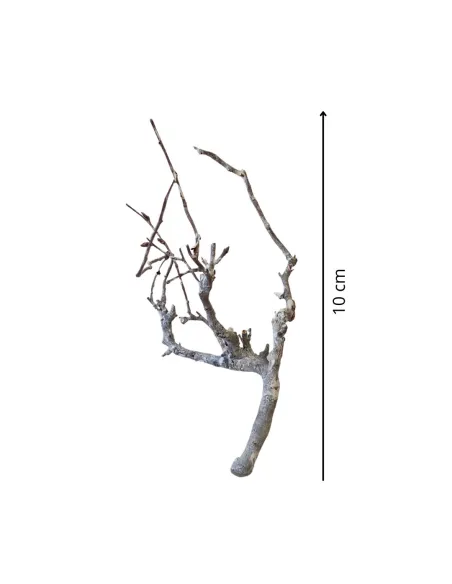 Bag of 10 Natural Dwarf Beech Branches for 10–12 cm Nativity Figures