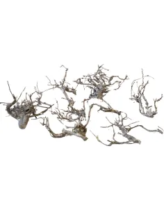 Busta da 10 rametti di faggio nano per statue da 10-12 cm