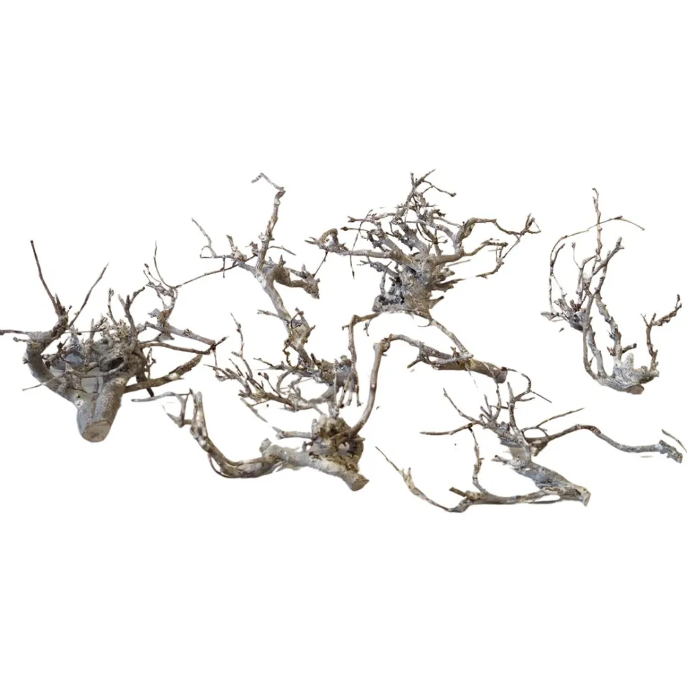 Busta da 10 rametti di faggio nano per statue da 10-12 cm