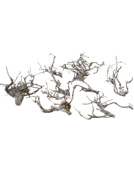 Busta da 10 rametti di faggio nano per statue da 10-12 cm