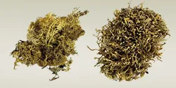 Vegetation for Nativity Scenes