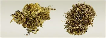 Vegetation for Nativity Scenes
